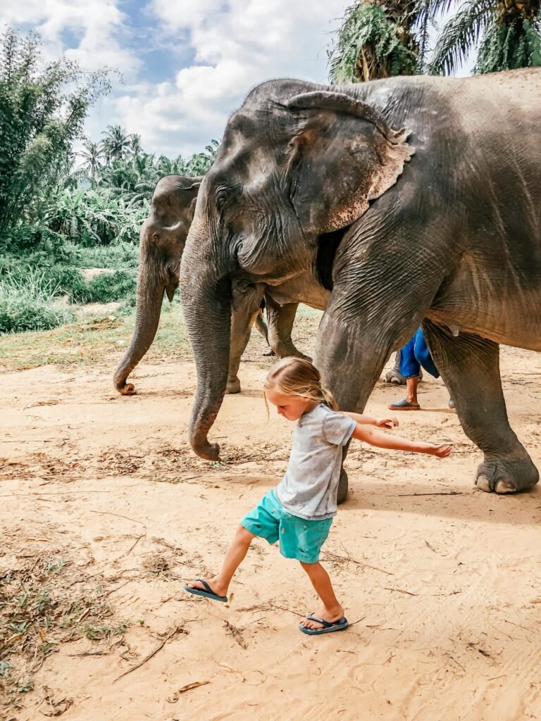 Enfant et éléphants